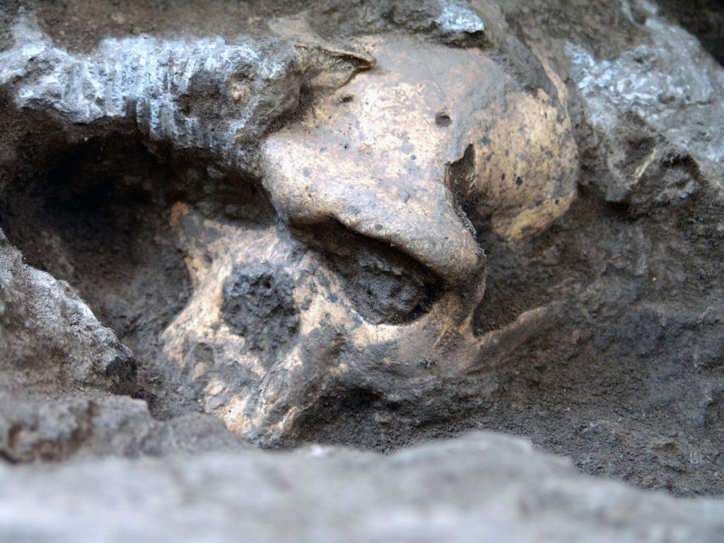 A Million-Year-Old Human Skull Has Prompted Scientists To Reconsider Early Human Evolution